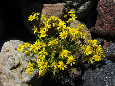 Plancia ëd Senecio leucanthemifolius subsp. caucasicus (DC.) Greuter