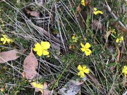 Plancia ëd Hibbertia ericifolia subsp. acutifolia Toelken