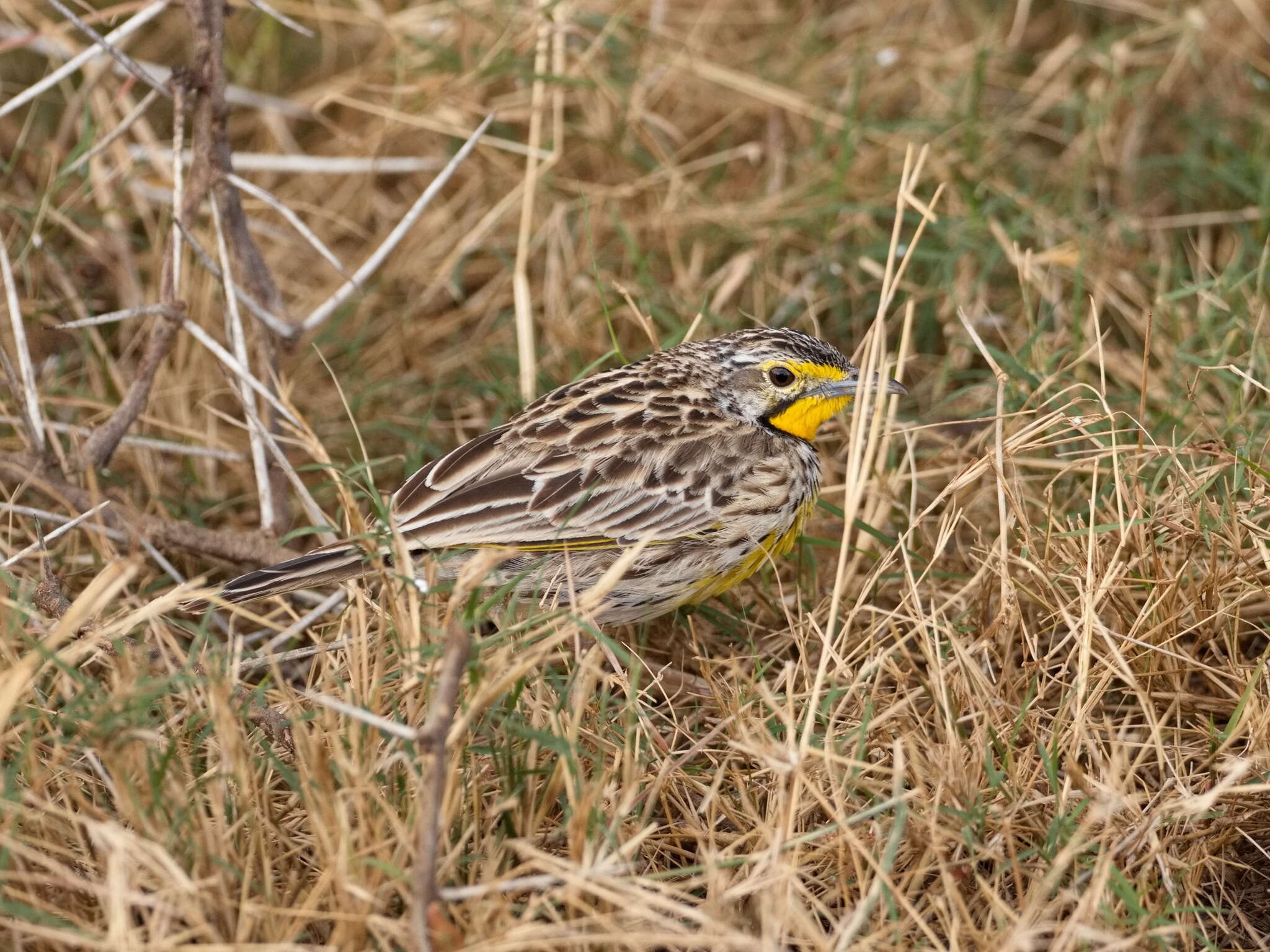 Image of Pangani Longclaw