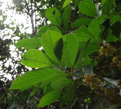 Image of Litsea leefeana (F. Müll.) Merr.