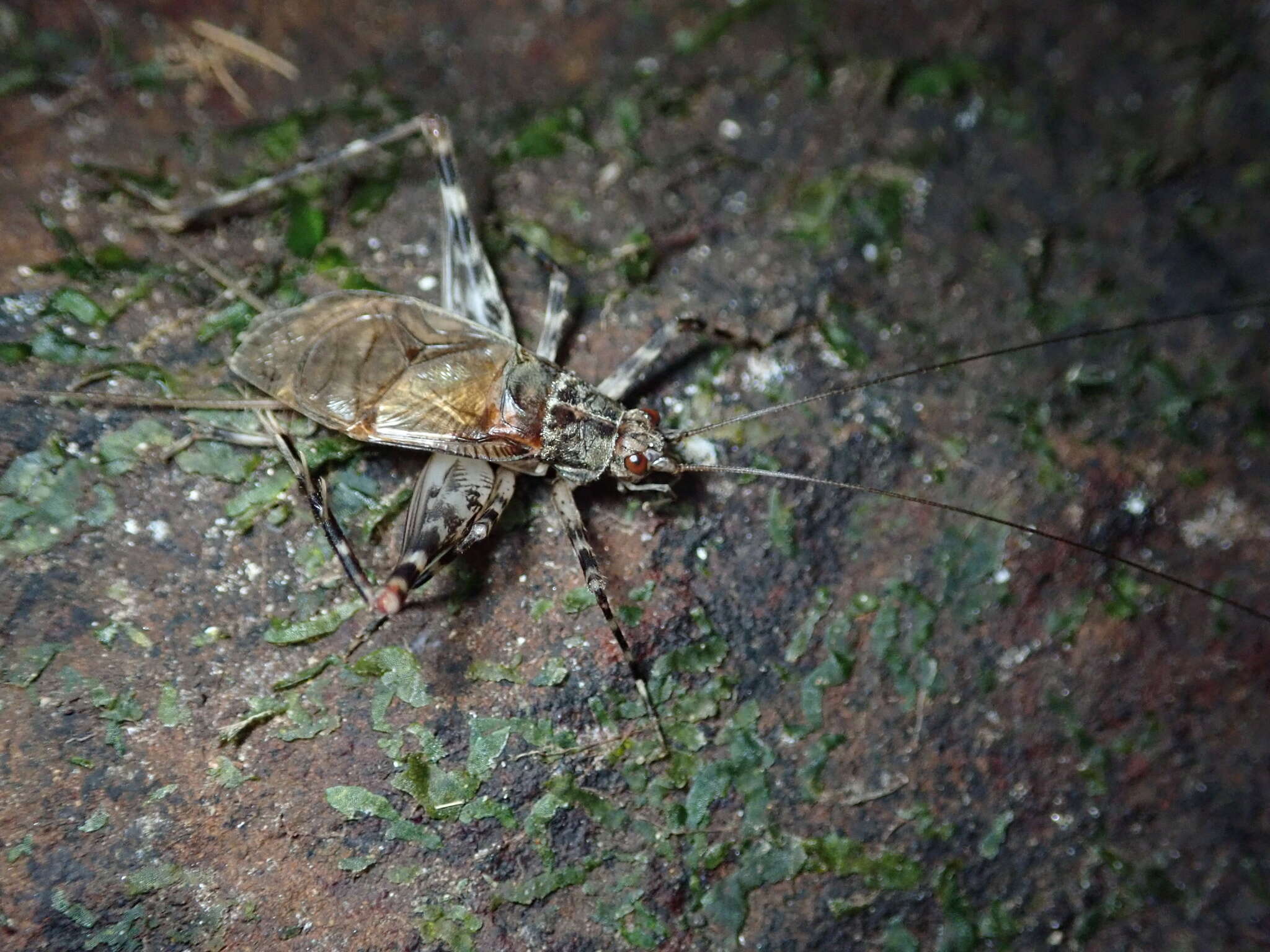 Sivun Vescelia pieli ryukyuensis (Oshiro 1985) kuva