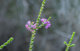 Image de Melaleuca crossota Craven & R. D. Edwards