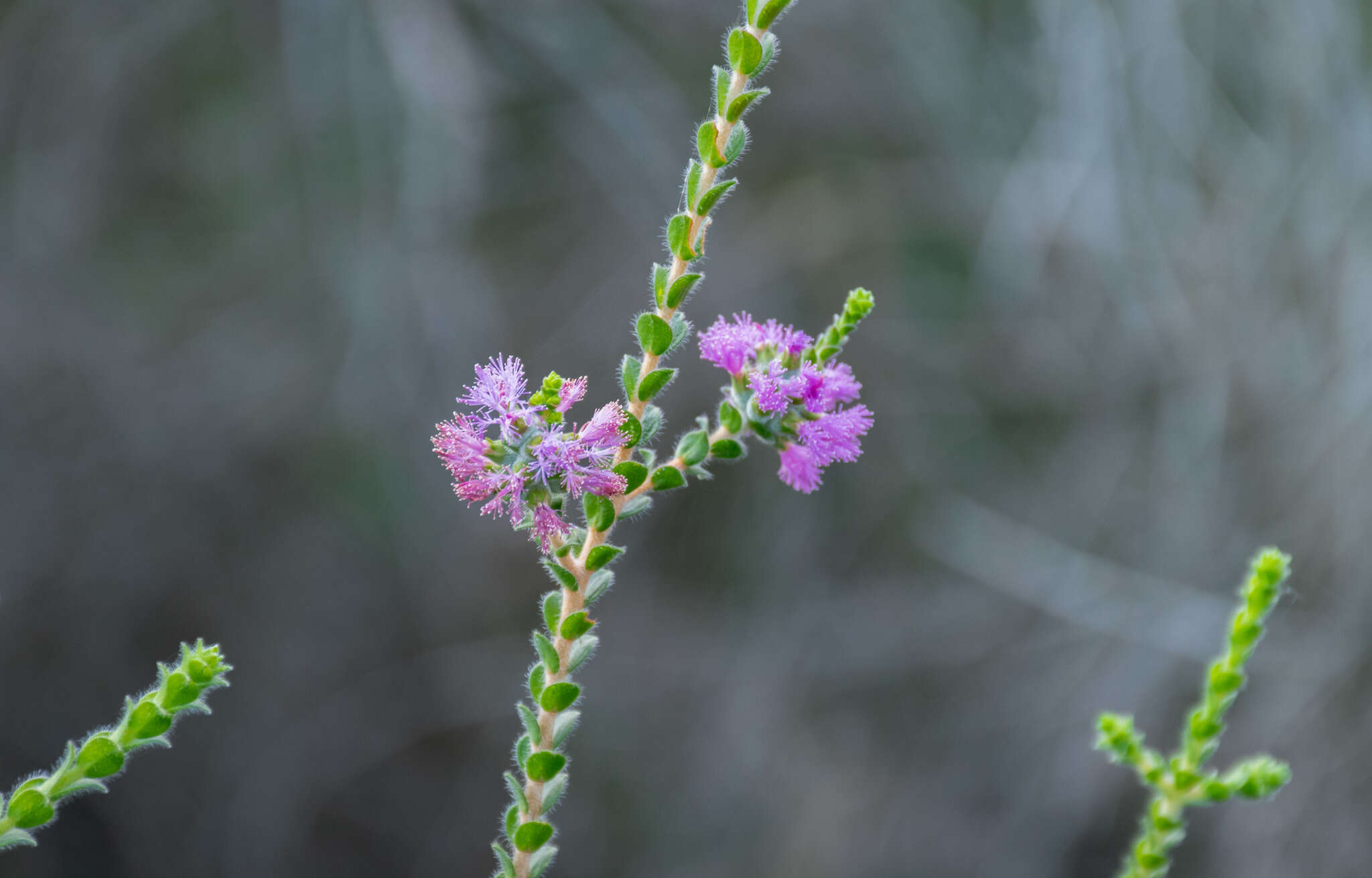 Image de Melaleuca crossota Craven & R. D. Edwards