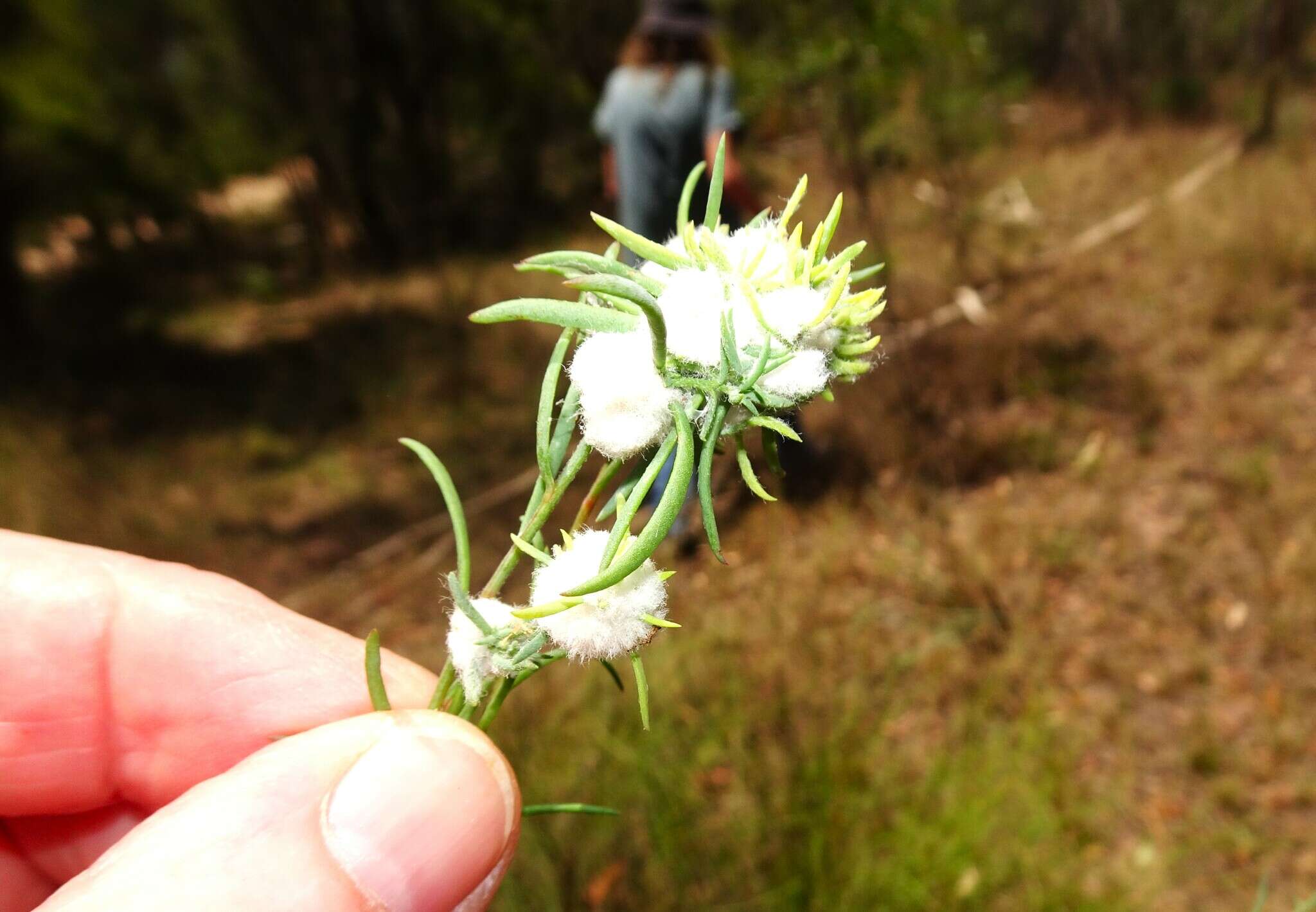 Image of <i>Asphondylia tonsura</i>