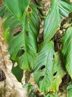 Image of Monstera adansonii subsp. laniata (Schott) Mayo & I. M. Andrade