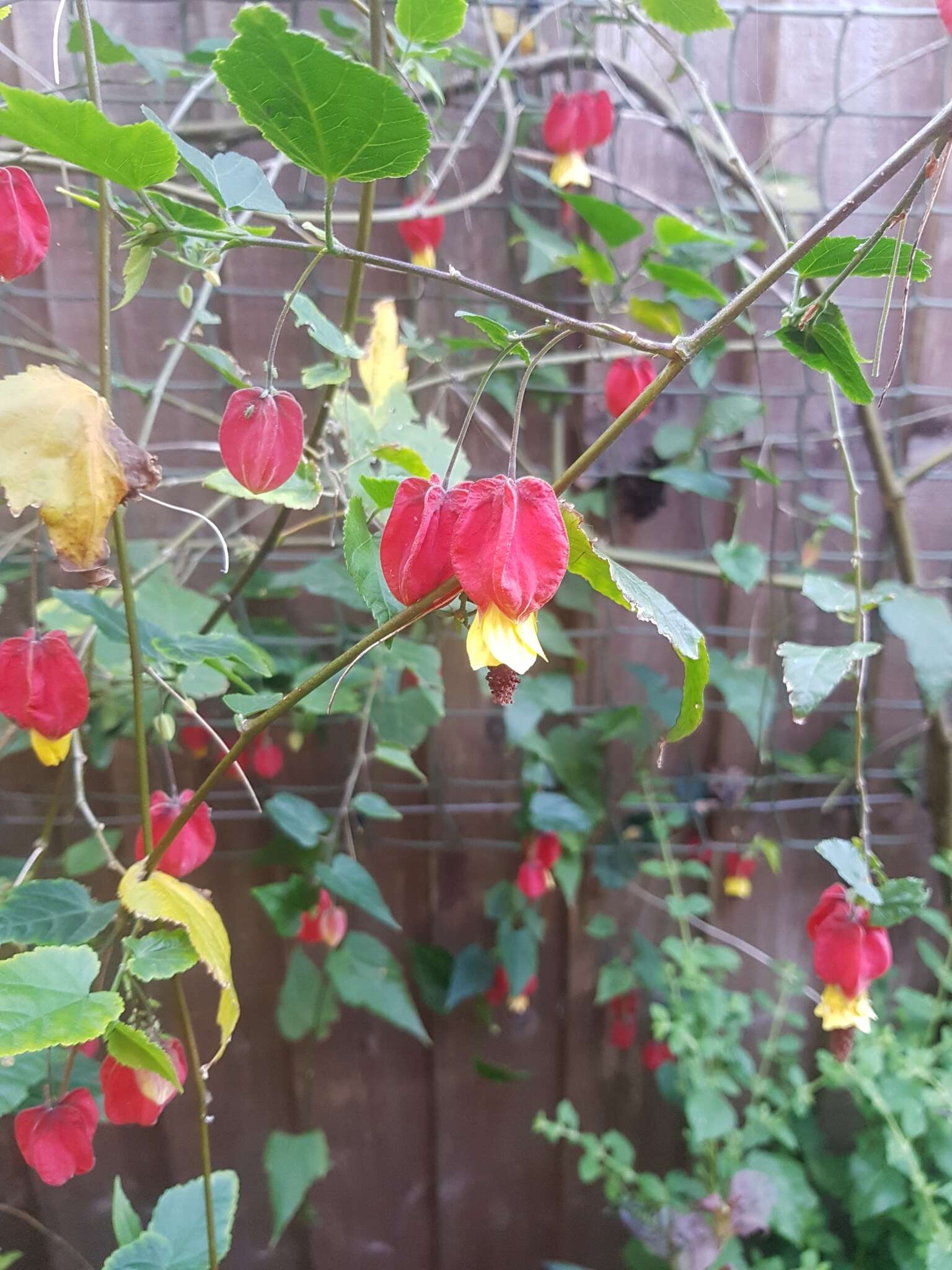 Image of trailing abutilon