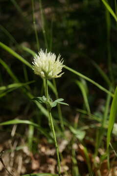 Image of Trifolium caucasicum Tausch