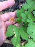 Image of Crater Lake currant