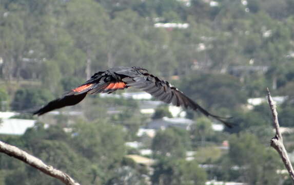 Image of Calyptorhynchus banksii banksii (Latham 1790)