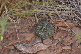 Image of Gymnocalycium erinaceum J. G. Lamb