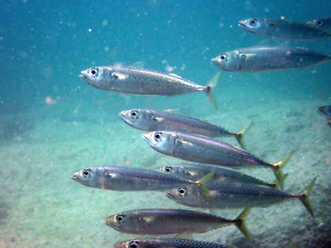 Image of Blue Mackerel