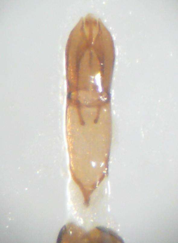 Image of Helophorus (Rhopalohelophorus) flavipes (Fabricius 1792)