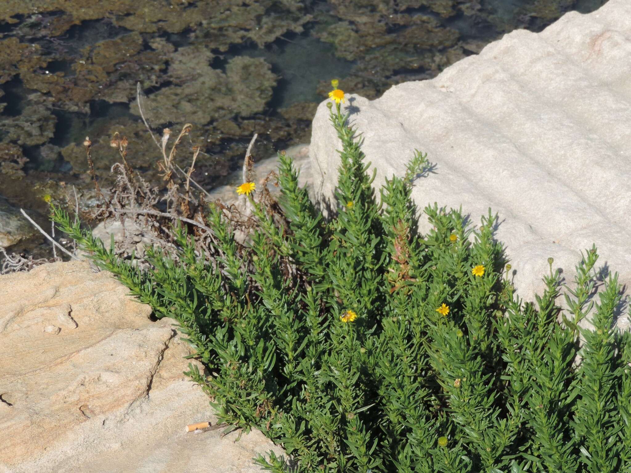 Image of Limbarda crithmoides subsp. longifolia (Arcang.) Greuter