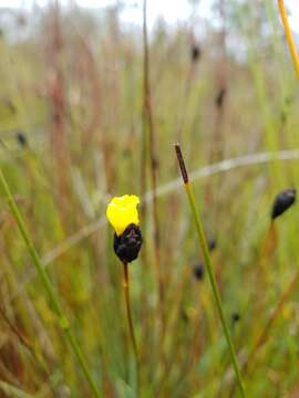 Image of Xyris marginata Rendle