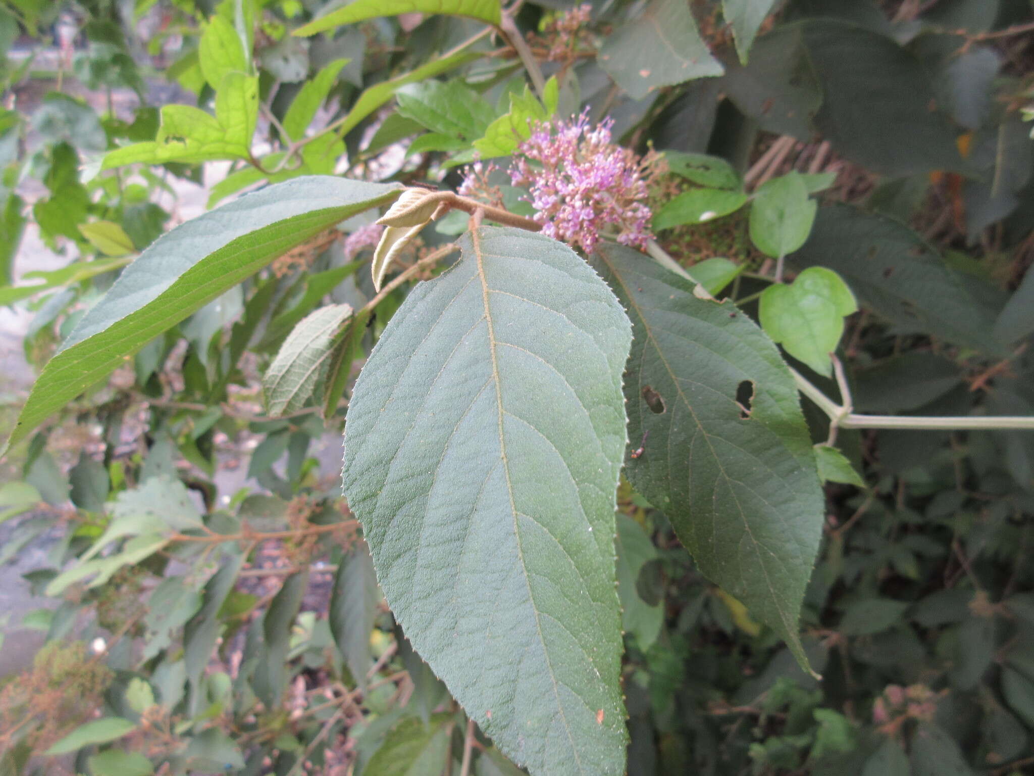 Image de Callicarpa formosana var. formosana