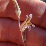 Image of Haworthia maraisii var. maraisii