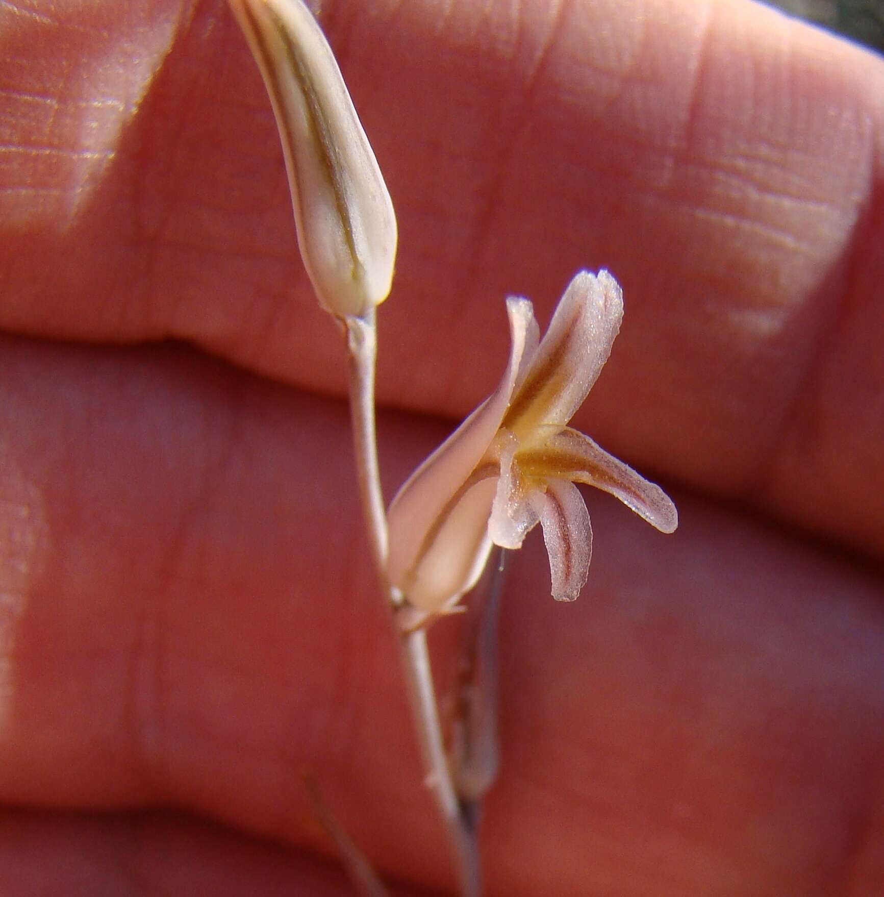 Image of Haworthia maraisii var. maraisii