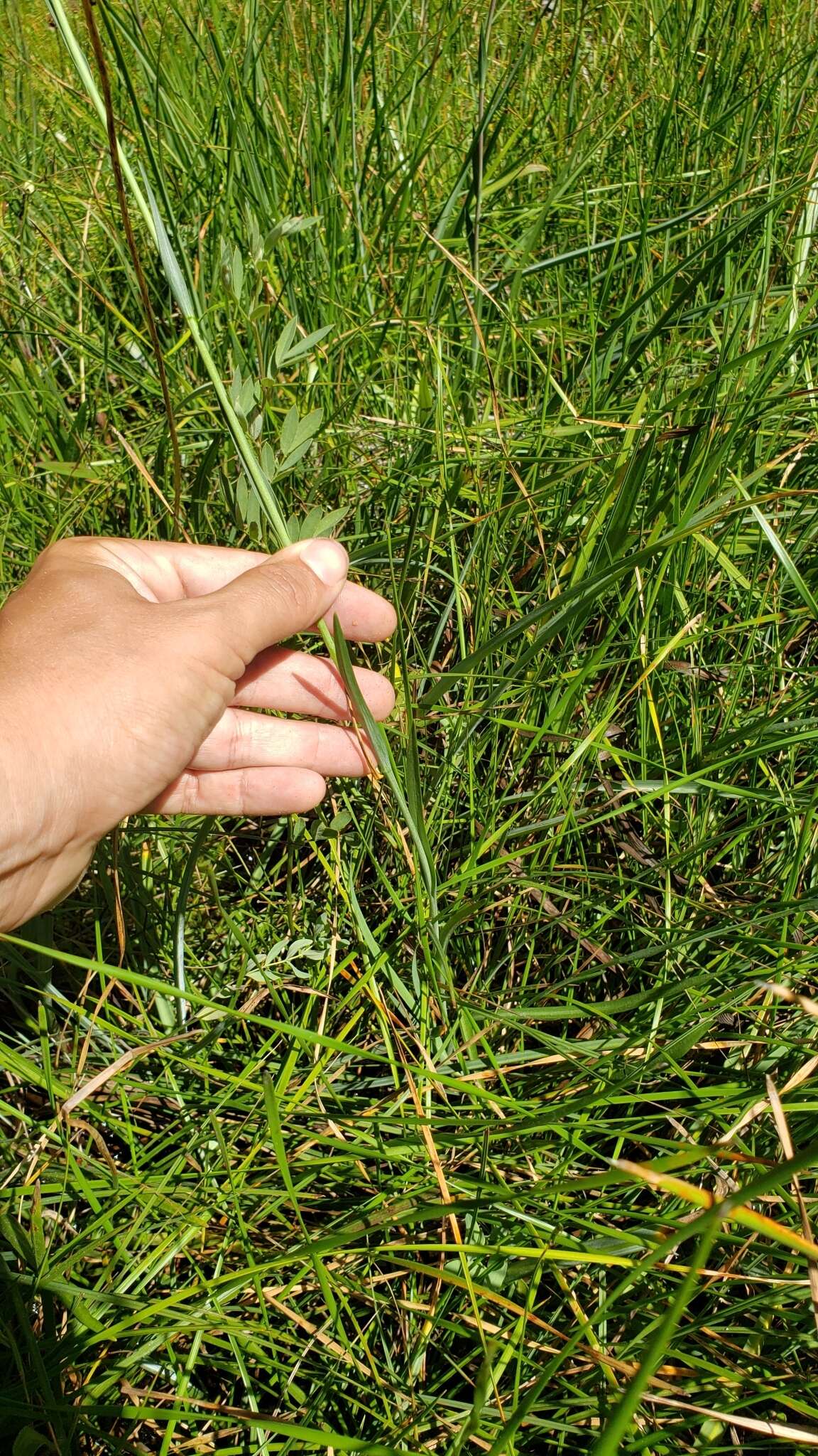 Imagem de Oreostemma elatum (Greene) Greene