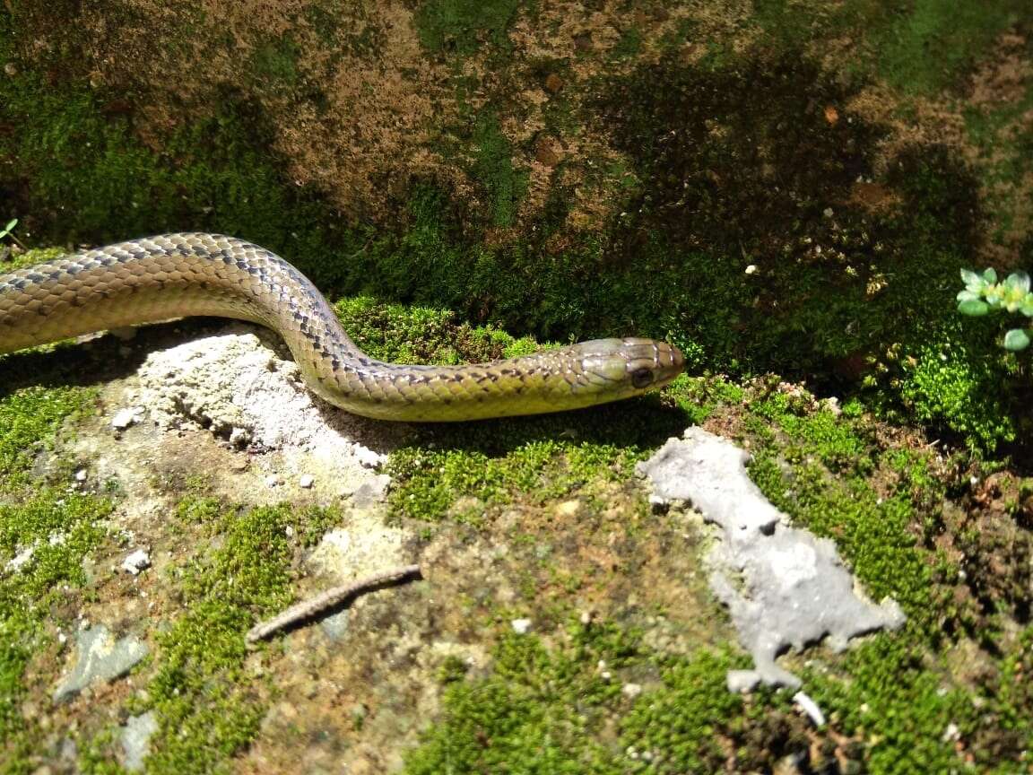 Image of Maryellen's Ground Snake