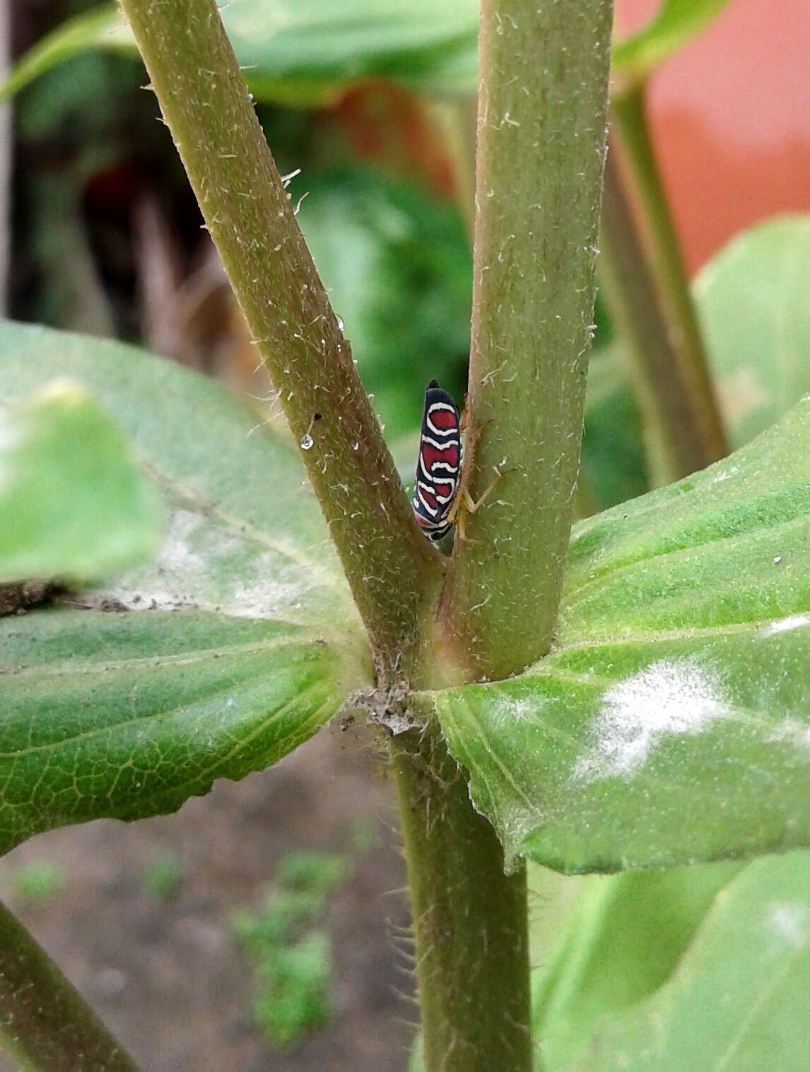 Plancia ëd Agrosoma