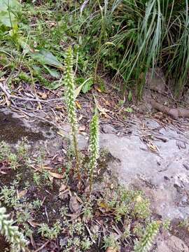 Image of Horizontal navelwort