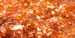 Image of Desert Fire Ant