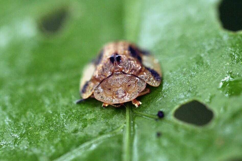 Laccoptera (Laccopteroidea) nepalensis Boheman 1855的圖片