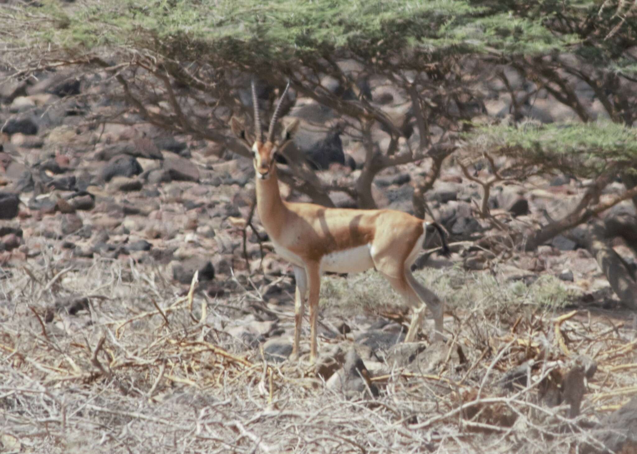 Image of Gazella dorcas pelzelnii Kohl 1886