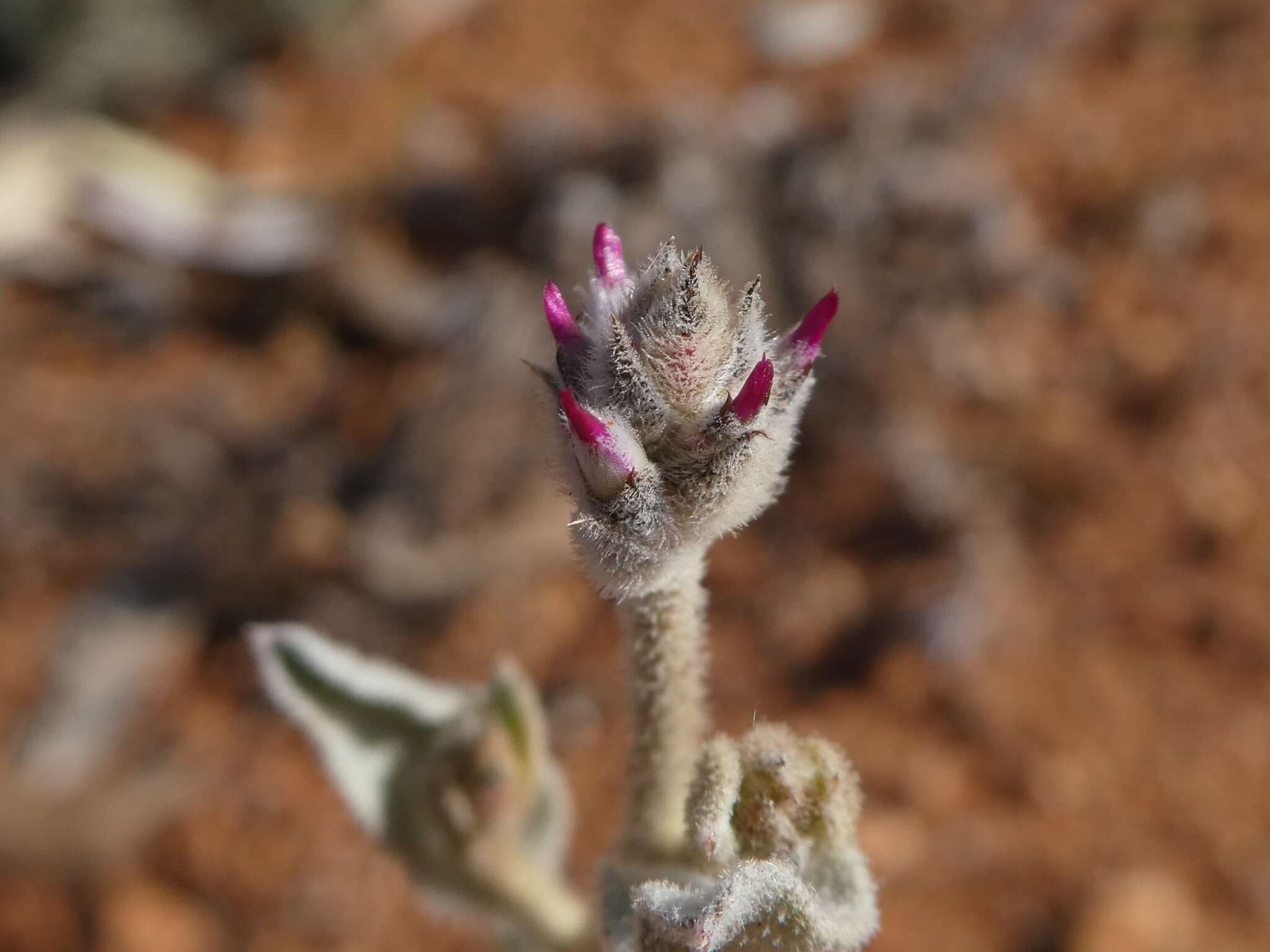 Ptilotus sessilifolius (Lindley) G. Benl的圖片