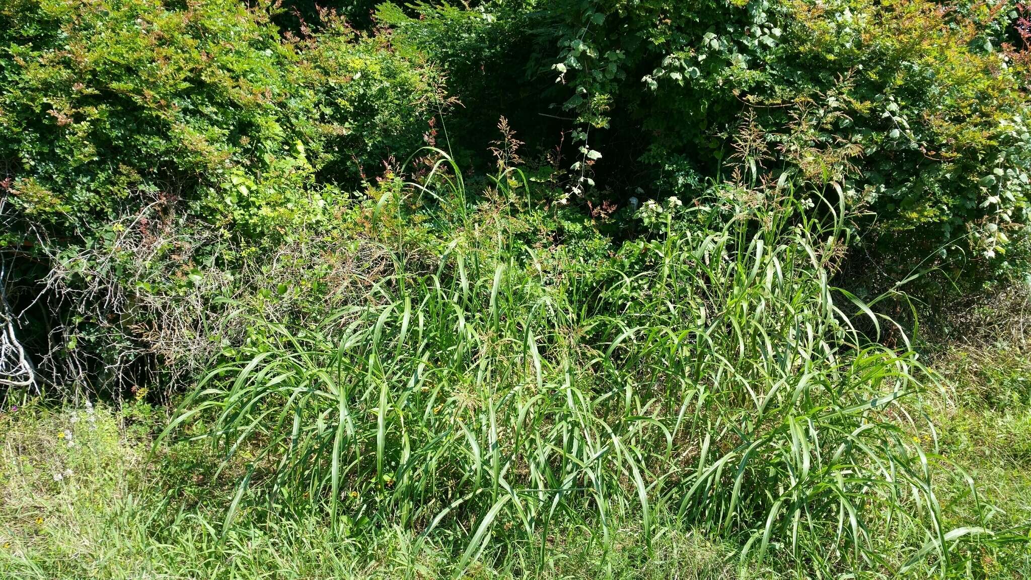 Image of Johnson grass