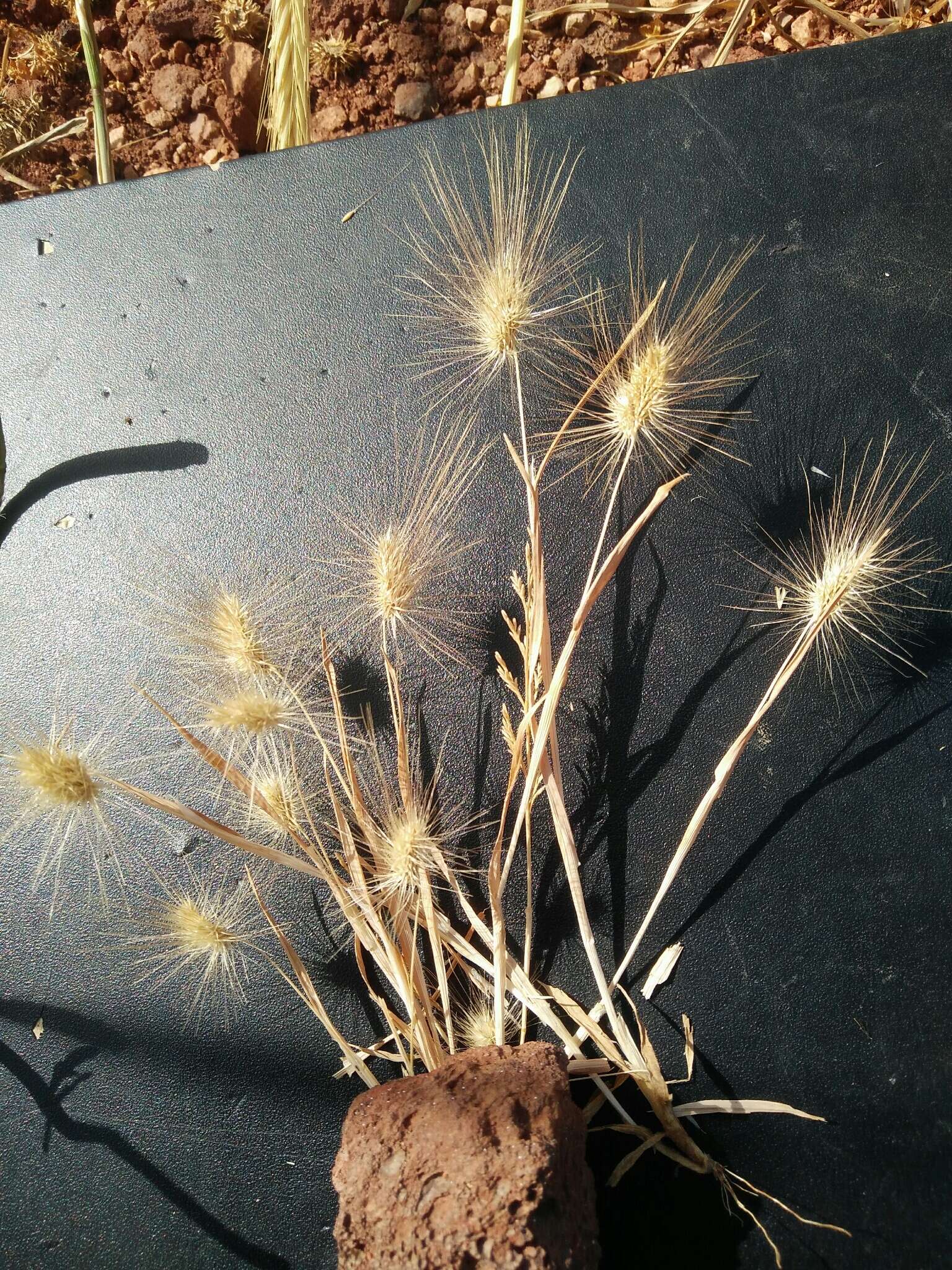 Plancia ëd Cynosurus coloratus Lehm. ex Steud.