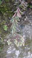 Image of Sinocrassula indica (Decne.) A. Berger