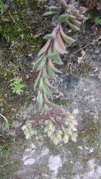 Imagem de Sinocrassula indica (Decne.) A. Berger