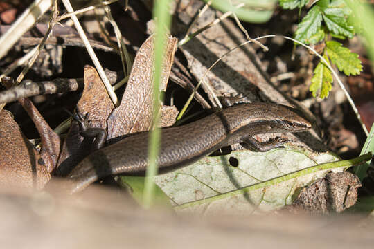 Image of Southern Forest Cool-skink