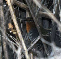 Imagem de Scelorchilus rubecula (Kittlitz 1830)