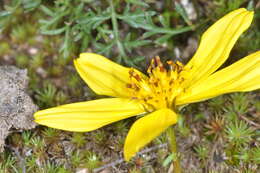 Bidens triplinervia var. macrantha (Wedd.) Sherff的圖片