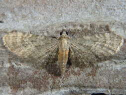 Imagem de Eupithecia haworthiata Doubleday 1856