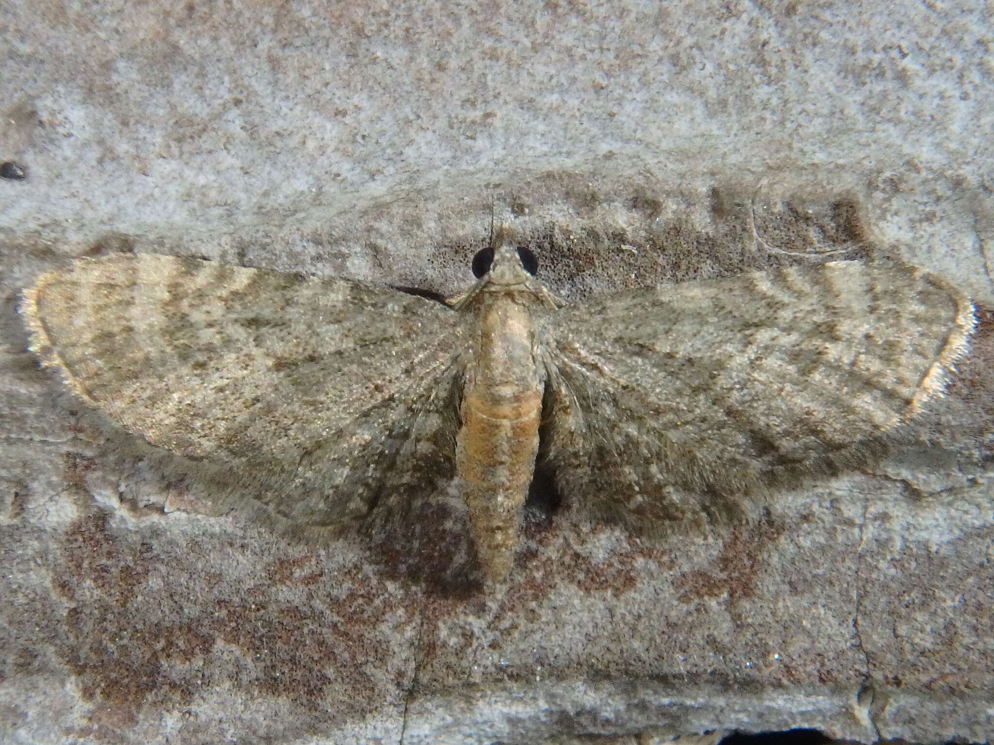 Imagem de Eupithecia haworthiata Doubleday 1856