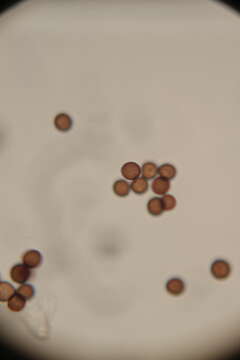 Image of Physarum didermoides