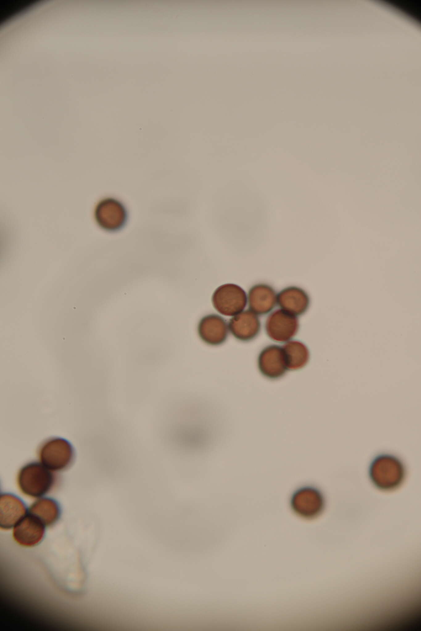 Image of Physarum didermoides