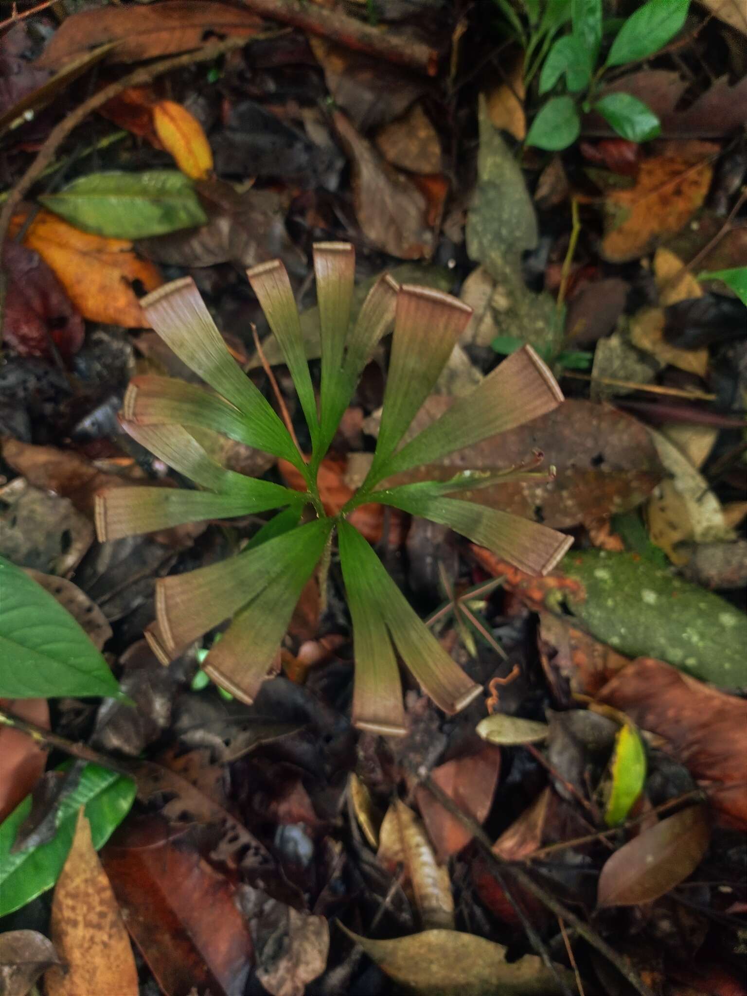 Image of Schizaea elegans (Vahl) Sw.