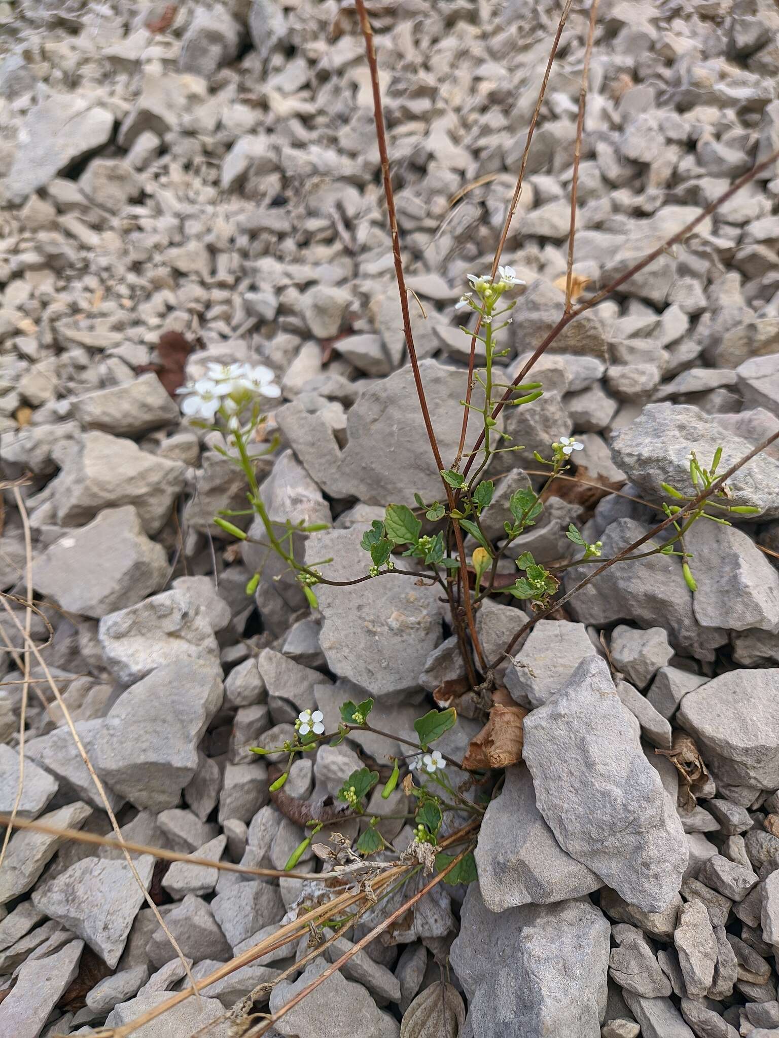 Image of Sobolewskia sibirica (Willd.) P. W. Ball