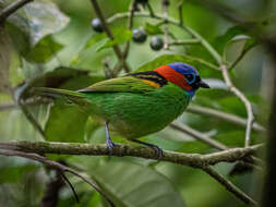 Image of Red-necked Tanager