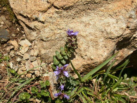 Image of Veronica nummularia Gouan