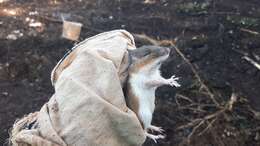 Image of Gaumer's Spiny Pocket Mouse