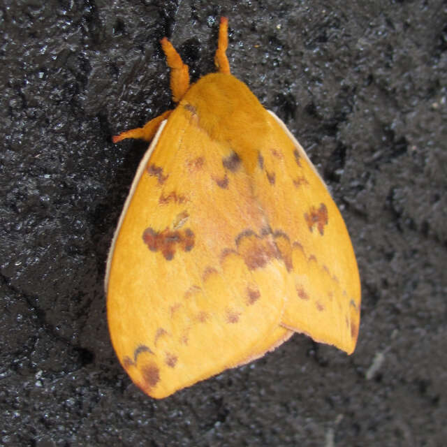 Image of Io Moth