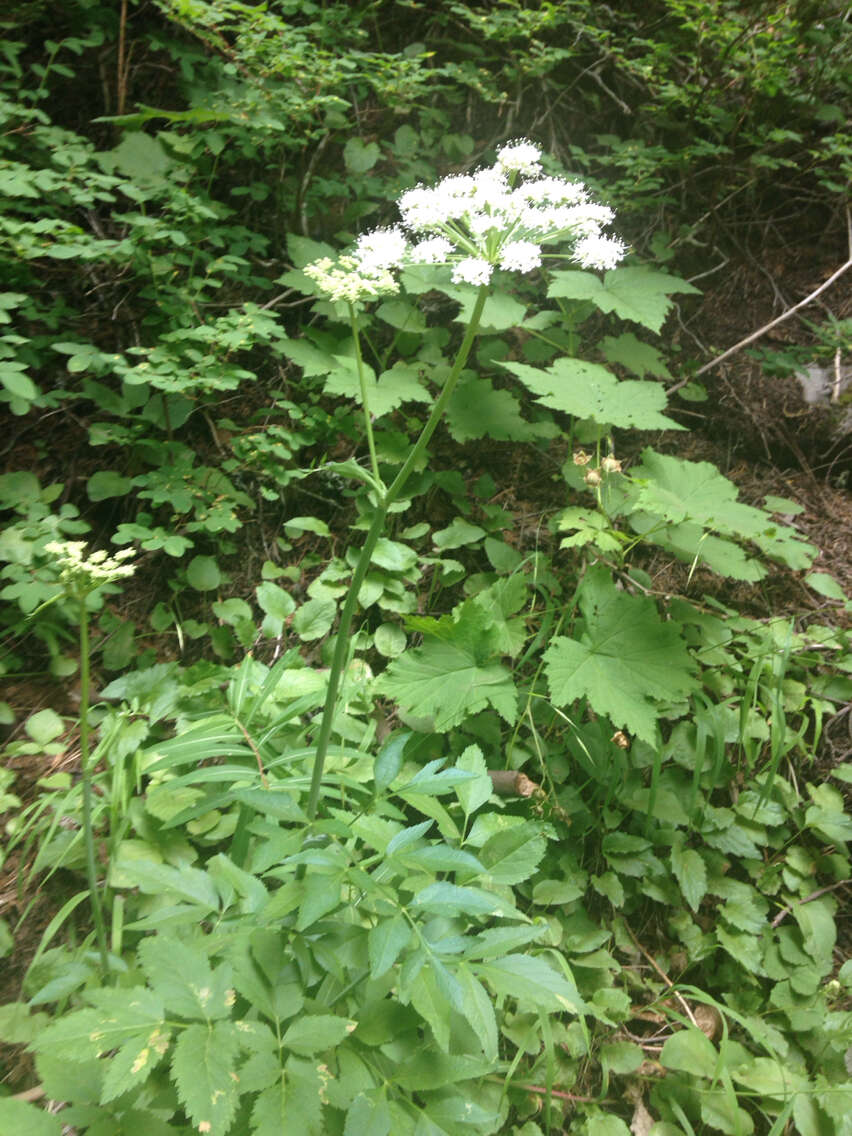 Image of Lyall's angelica