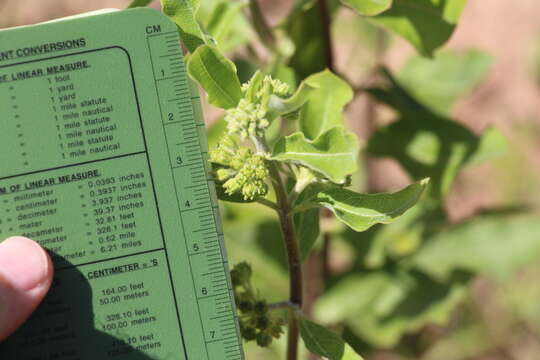 Image of pineland milkweed