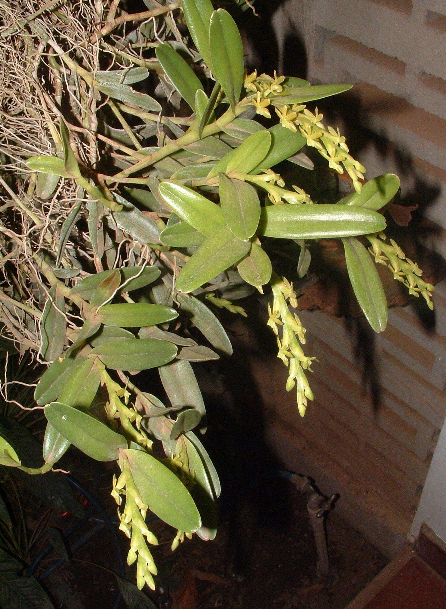 Image of Epidendrum cardiophorum Schltr.