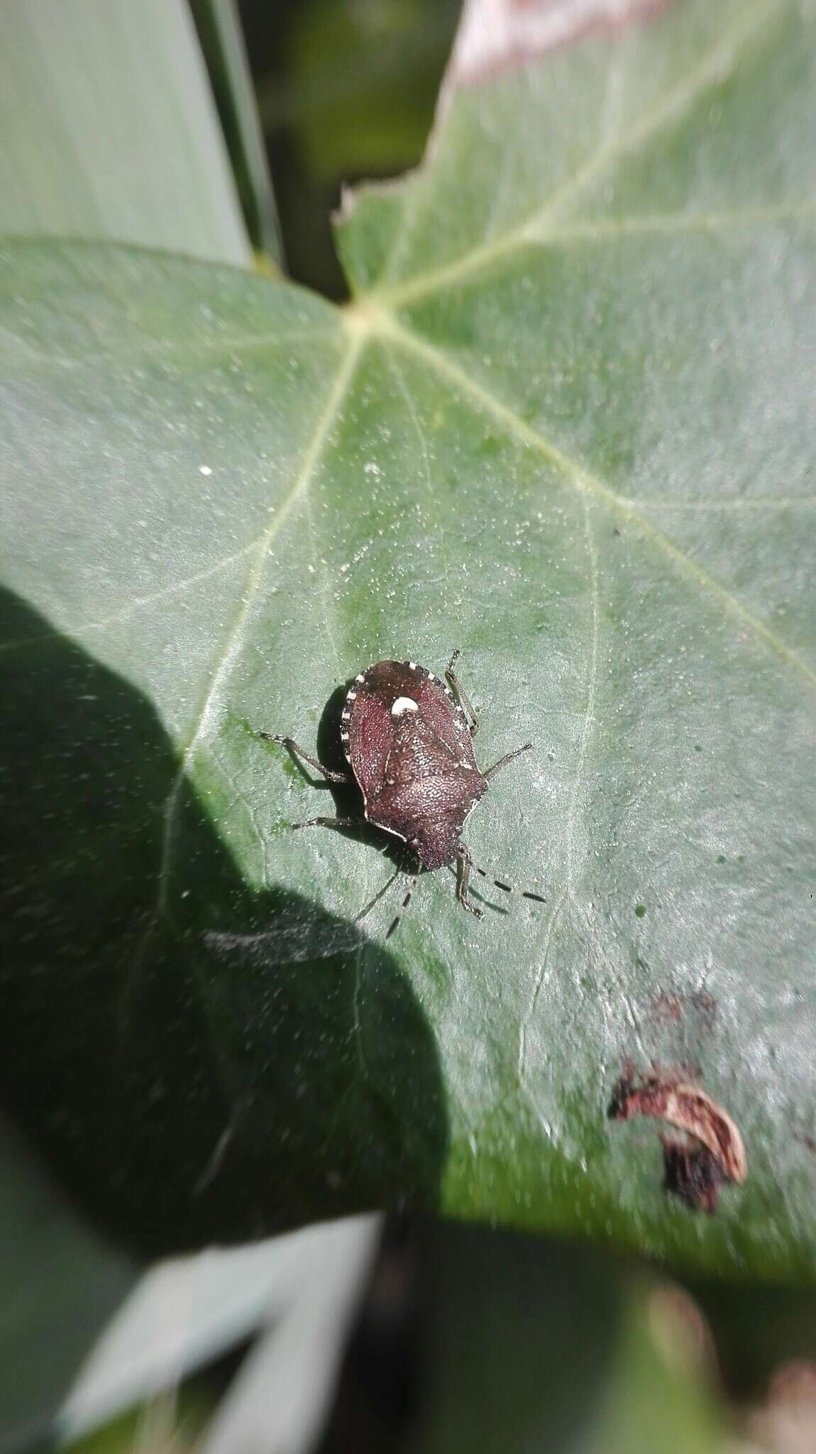 Holcostethus sphacelatus (Fabricius 1794) resmi